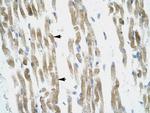 GPR166P Polyclonal Antibody