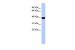 NEUROD4 Polyclonal Antibody