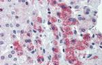 HMGN1 Antibody in Immunohistochemistry (IHC)