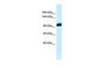 ZHX1 Polyclonal Antibody