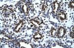 HIC5 Polyclonal Antibody