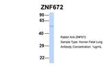 Znf672 Polyclonal Antibody