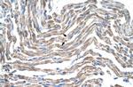 Claudin 11 Polyclonal Antibody