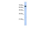 ZNF96 Polyclonal Antibody