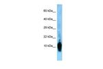NRGN Antibody in Western Blot (WB)