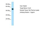 CNOT3 Polyclonal Antibody
