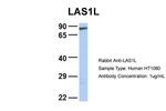LAS1L Polyclonal Antibody