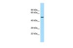 Kir5.1 (KCNJ16) Polyclonal Antibody