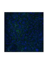 HTR3E Polyclonal Antibody