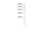 ZNF286A Polyclonal Antibody
