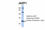 JAZF1 Antibody in Western Blot (WB)