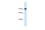 CIITA Antibody in Western Blot (WB)