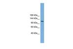 MYT1 Polyclonal Antibody