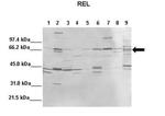 c-Rel Polyclonal Antibody