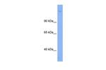 SIN3B Polyclonal Antibody