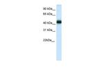 Nkx2.4 Polyclonal Antibody