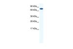 MTGR1 Polyclonal Antibody