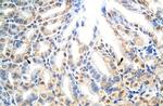 E2F7 Polyclonal Antibody