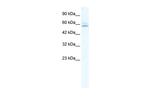 ZNF141 Polyclonal Antibody