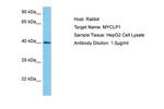 MYCLP1 Polyclonal Antibody