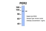 PER2 Polyclonal Antibody