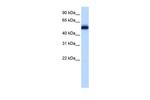 ZFP82 Polyclonal Antibody