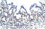 ZNF296 Antibody in Immunohistochemistry (IHC)
