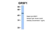 GRSF1 Antibody in Western Blot (WB)