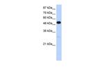 Nova-2 Polyclonal Antibody