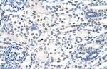 Nuclear Matrix Protein p84 Antibody in Immunohistochemistry (Paraffin) (IHC (P))