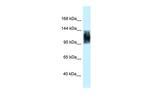 SRRM1 Antibody in Western Blot (WB)