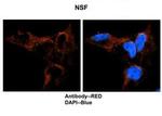 NSF Polyclonal Antibody