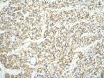 LSM4 Polyclonal Antibody