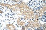 NXF5 Antibody in Immunohistochemistry (Paraffin) (IHC (P))