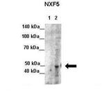 NXF5 Antibody in Western Blot (WB)