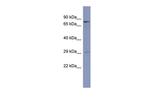 PURB Polyclonal Antibody