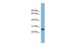 SRrp35 Polyclonal Antibody