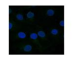 FZD10 Polyclonal Antibody