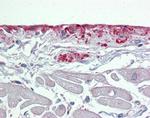 Periostin Antibody in Immunohistochemistry (Paraffin) (IHC (P))