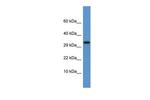 Apolipoprotein F Polyclonal Antibody