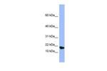 SMR3A Polyclonal Antibody