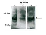 RAPGEF2 Polyclonal Antibody
