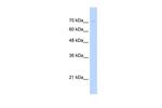 G2E3 Polyclonal Antibody