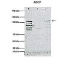 ABCF1 Polyclonal Antibody