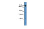 ABCB10 Polyclonal Antibody