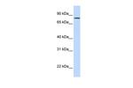 SLCO1B7 Antibody in Western Blot (WB)