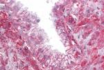 TMTC4 Antibody in Immunohistochemistry (Paraffin) (IHC (P))
