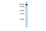 TMTC4 Antibody in Western Blot (WB)