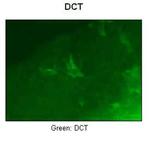 DCT Antibody in Immunohistochemistry (IHC)