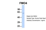 FMO4 Polyclonal Antibody